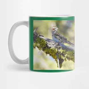 Wild birds, lark sparrow, wildlife, A Forest Gem Mug